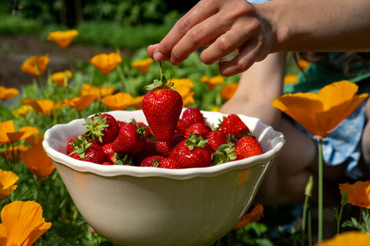 Close-up side view of a woman in a summer garden eating a strawberry from a bowl of freshly picked strawberries