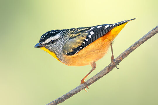 Close-up side view of a wild male spotted pardalote (Pardalotus punctatus) perched on a branch in front of a green background, Victoria, Australia