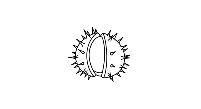 Horse chestnut shell opening with nut inside line art
