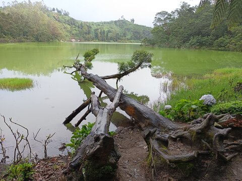 Pohon ditepi danau yang hijau 