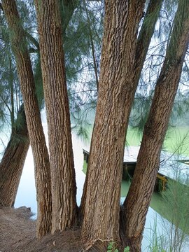 Batang pohon pinus yang kuat dan besar 