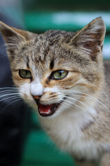 Obraz premium Vertical close-up portrait of a domestic tabby cat opening its mouth to meow or hiss with a funny expressive look.