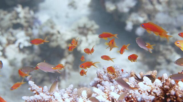 Colorful anthias fish swimming above coral reef in the Red Sea, Aqaba, Jordan