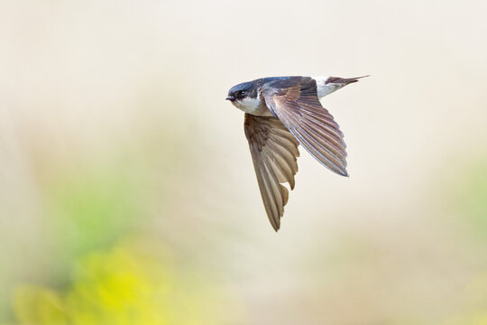 春の河原を飛ぶイワツバメ(Asian House Martin)