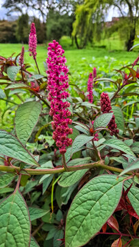 Ornamental Phytolacca bogotensis plant in bloom, with vibrant colors and a blurred background that highlights its natural beauty.