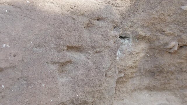 an overhead shot of a female rock agama lizard on a rock wall at twyfelfontein in namibia