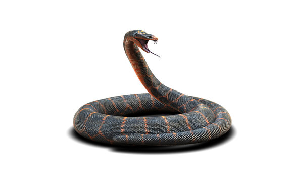 High-quality 3D rendered illustration of an aggressive rock python snake coiled and ready to strike, isolated on a chroma key green screen background for easy compositing.