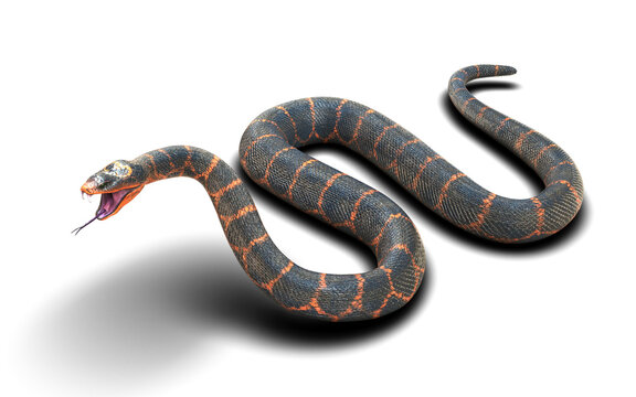 High-quality 3D rendered illustration of an aggressive rock python snake coiled and ready to strike, isolated on a chroma key green screen background for easy compositing.