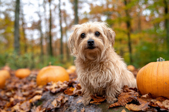  Sitting with Pumpkins During Autumn Harvest Festival