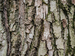 Fototapeta premium Macro Texture of Rough Weathered Tree Bark with Moss