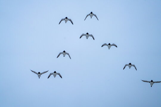 Flock of Thick-billed murres (Uria lomvia) in flight at Gnalodden, Svalbard, Norway