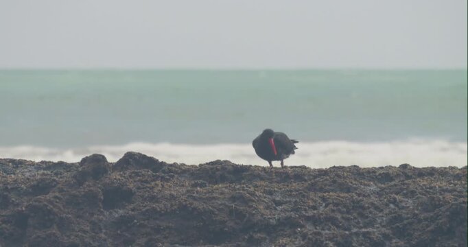 a variable oystercatcher foraging on rocks during low tide at shipwreck bay of ahipara, new zealand