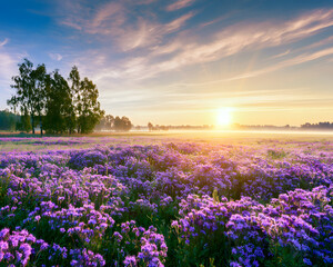 Fototapeta premium Beautiful panorama rural landscape with sunrise and blossoming meadow. Purple flowers are flowering on the spring field, Phacelia