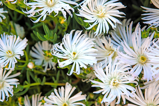개망초, 꽃, 들꽃, annual fleabane, daisy fleabane, eastern daisy fleabane,  두해살이풀, 망국초, 왜풀, 개망풀, 식물