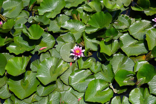 연꽃, 꽃, 식물,  Lotus, Nelumbo nucifera, 여름, 계절, 연밥, 연근, 개화, 피다, 연못