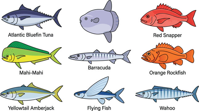 Ocean Pelagic Fish and Saltwater Sea Game Species Collection Set Including Tuna Mahi Mahi Barracuda Snapper and Flying Fish Vector Illustrations
