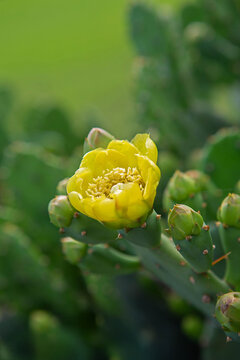 백년초, 부채선인장, 손바닥 선인장, 꽃, 제주도, 한국, 개화, 봄, 계절, 효능, 시작, 알리다, 효능, 효과, 열매, 봉우리, 노화방지, 식물, 선인장