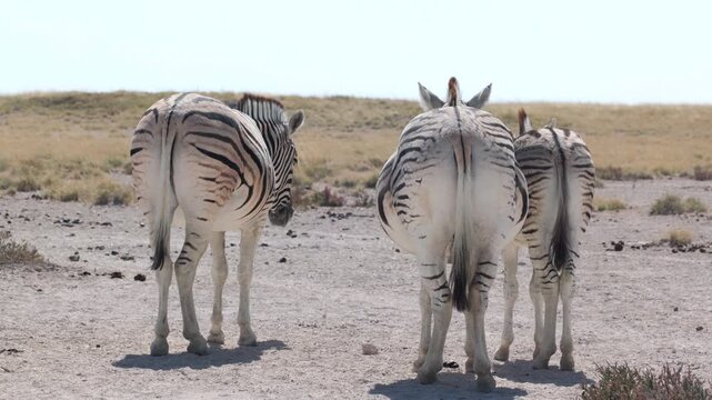 a shot of the rear end of three zebra at charitsaub waterhole at etosha national park in namibia