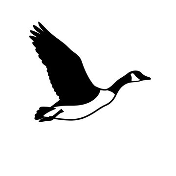 Black silhouette of a flying goose in motion against white background  