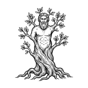 Mythological man morphing into a tree trunk engraving.