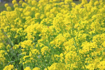 Obraz premium 菜の花