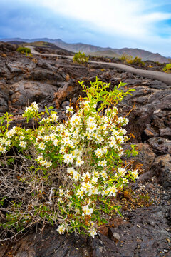 Lewis Mock-orange Philadelphus Lewisii Idaho State Flower Shrub