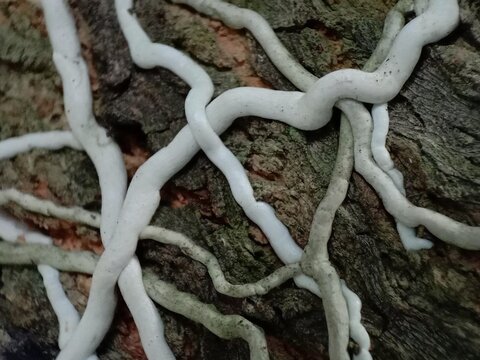 Macro shot of white epiphytic orchid aerial roots clinging firmly to the textured bark of a mango tree. 