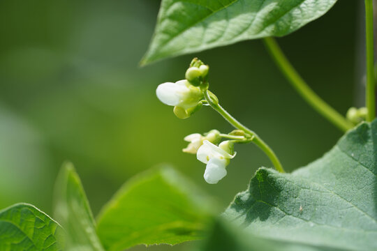 インゲン豆の花
