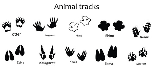 Fototapeta premium Animal Footprint Vector Set , Otter, Possum, Rhino, Wombat, Zebra, Kangaroo, Koala, Llama and Meerkat Track Prints Isolated on White Background.eps