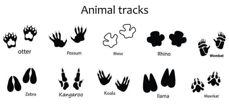 Animal Footprint Vector Set , Otter, Possum, Rhino, Wombat, Zebra, Kangaroo, Koala, Llama and Meerkat Track Prints Isolated on White Background.eps