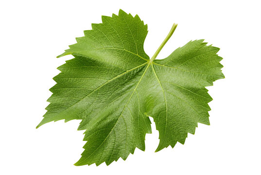 Single fresh green grape leaf isolated on white background 1.