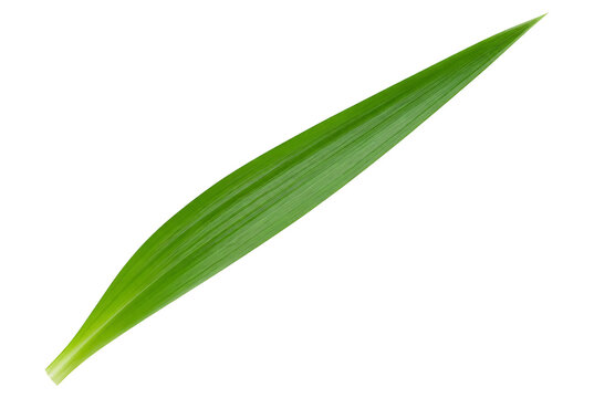 Single fresh green pandan leaf isolated on white background.