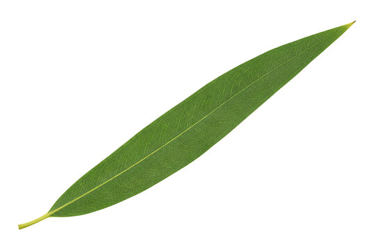 Single green willow leaf isolated on white background 1.