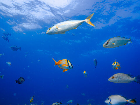 School of fish swimming in ocean