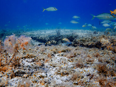 coral reef with school of fish