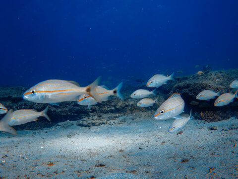 coral reef with school of fish