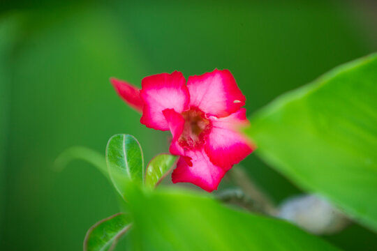 A beautiful macro close-up capturing a radiant pink and red desert rose flower (Adenium obesum) in full bloom. The image highlights the soft velvety texture of the petals, its distinct tubular shape