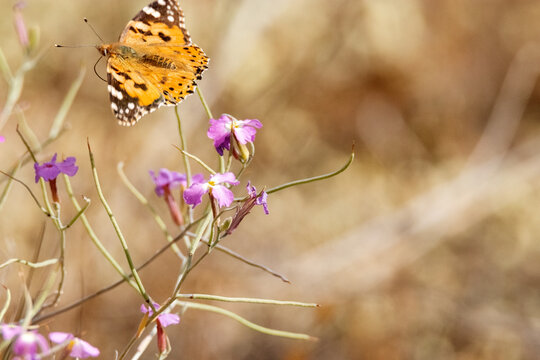 Mariposa Vanessa de los cardos "Vanessa cardui" en pleno vuelo 