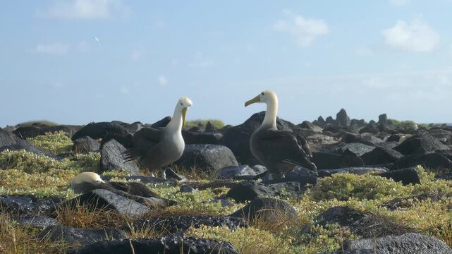 Waved albatross large birds shaking long necks