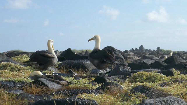 Waved albatross opening and flapping wings on Galapagos islands