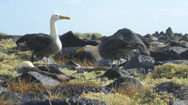 Waved albatross endangered seabirds bill-fencing courtship display