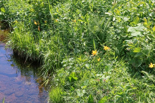 夏の尾瀬。大江湿原。大江川路その周りに咲くニッコウキスゲ。	