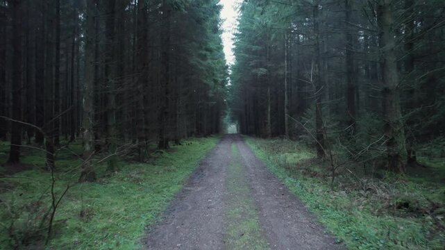 Low angle view along narrow dirt road through dark coniferous forest.
