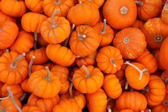 Pumpkins for sale at a pumpkin patch in Beaumont, Texas