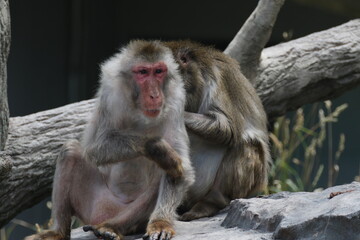 Obraz premium Japanese macaques grooming on rocks in a natural habitat