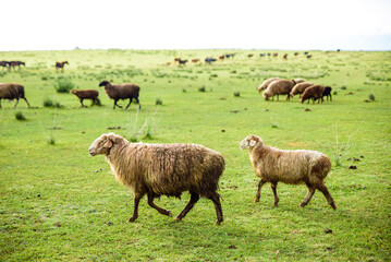 Fototapeta premium A Flock of Sheep at Zhaosu Horse Farm, Ili, Xinjiang, China