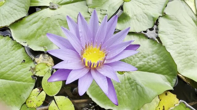 Extreme close up of Nymphaea Islamorada, revealing violet petals and luminous orange stamens in fine botanical detail.