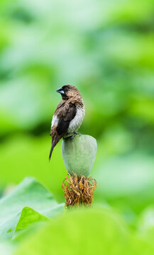A white-bellied munia perching on a lotus pod, looking back - captured in a snapshot