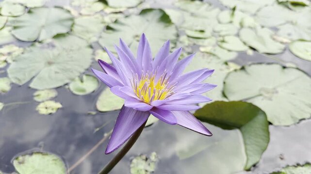 Side close up of Nymphaea Islamorada, a tropical blue lotus with violet petals and bright orange stamens rising above floating leaves.