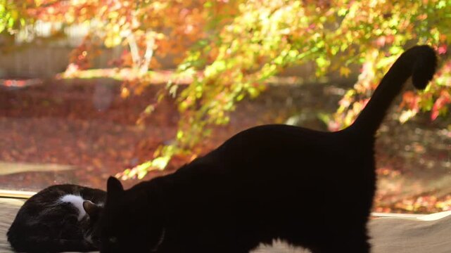 紅葉の庭を背景にうたた寝するキジ猫と、あくびする黒猫